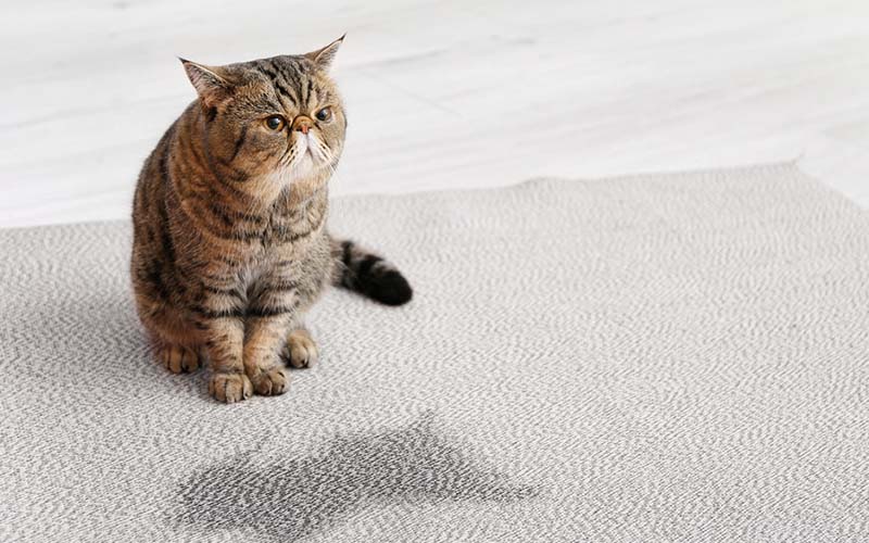carpet cleaners in Staten Island, carpet cleaning in Staten Island, carpet cleaning staten island, carpet cleaners in staten island,  commercial carpet cleaning, commercial carpet cleaning in staten island,carpet cleaning in staten island,  staten island rug cleaners, rug cleaning services in staten island, same day carpet cleaning, same day rug cleaning